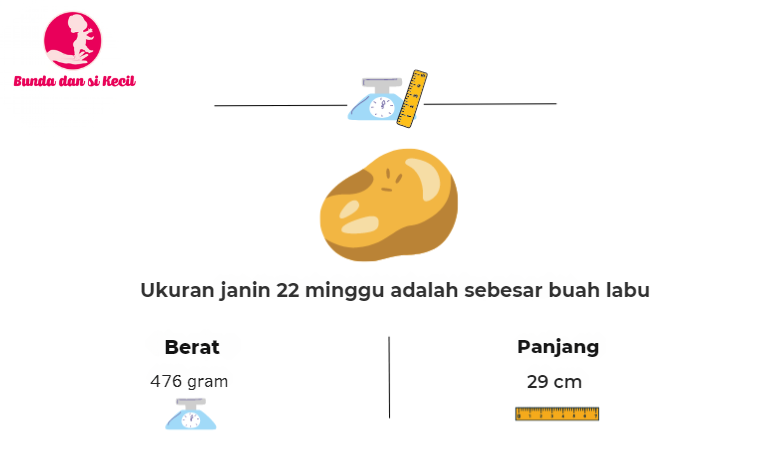 kehamilan 22 minggu, perkembangan janin, perubahan tubuh ibu hamil, zat besi, kelas persalinan, Bunda, si Kecil, Ibu Hamil